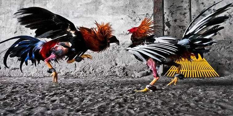 Tìm Hiểu Cách Chơi Đá Gà GA28 Tại 188Bet Để Thắng Lớn Nhanh Chóng